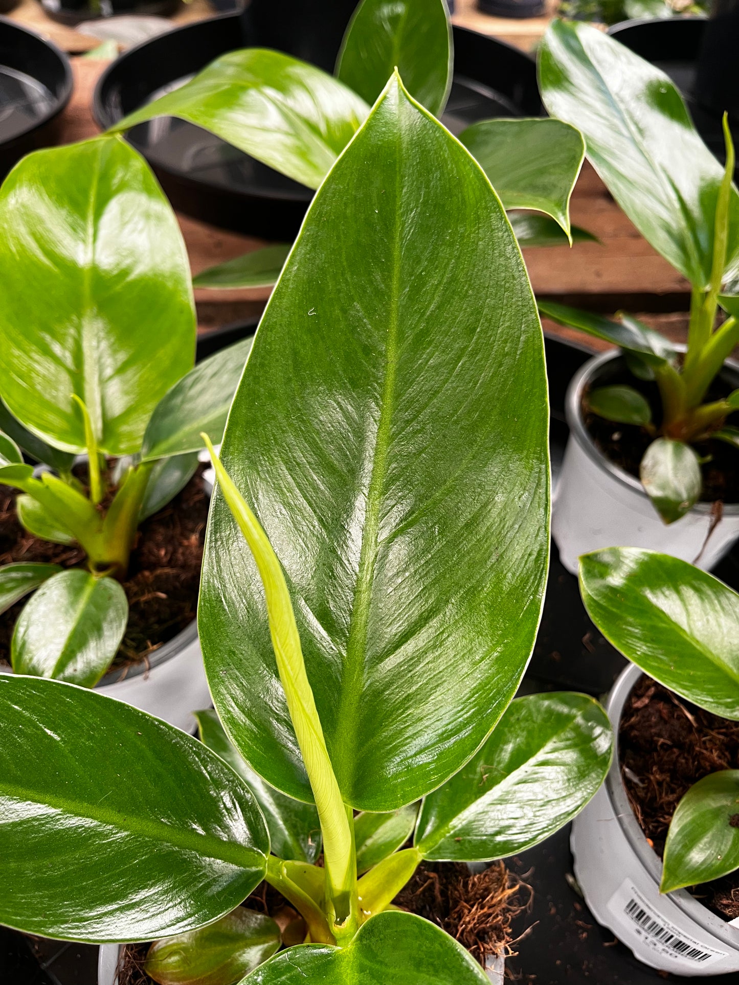 Philodendron Imperial Green 12cm