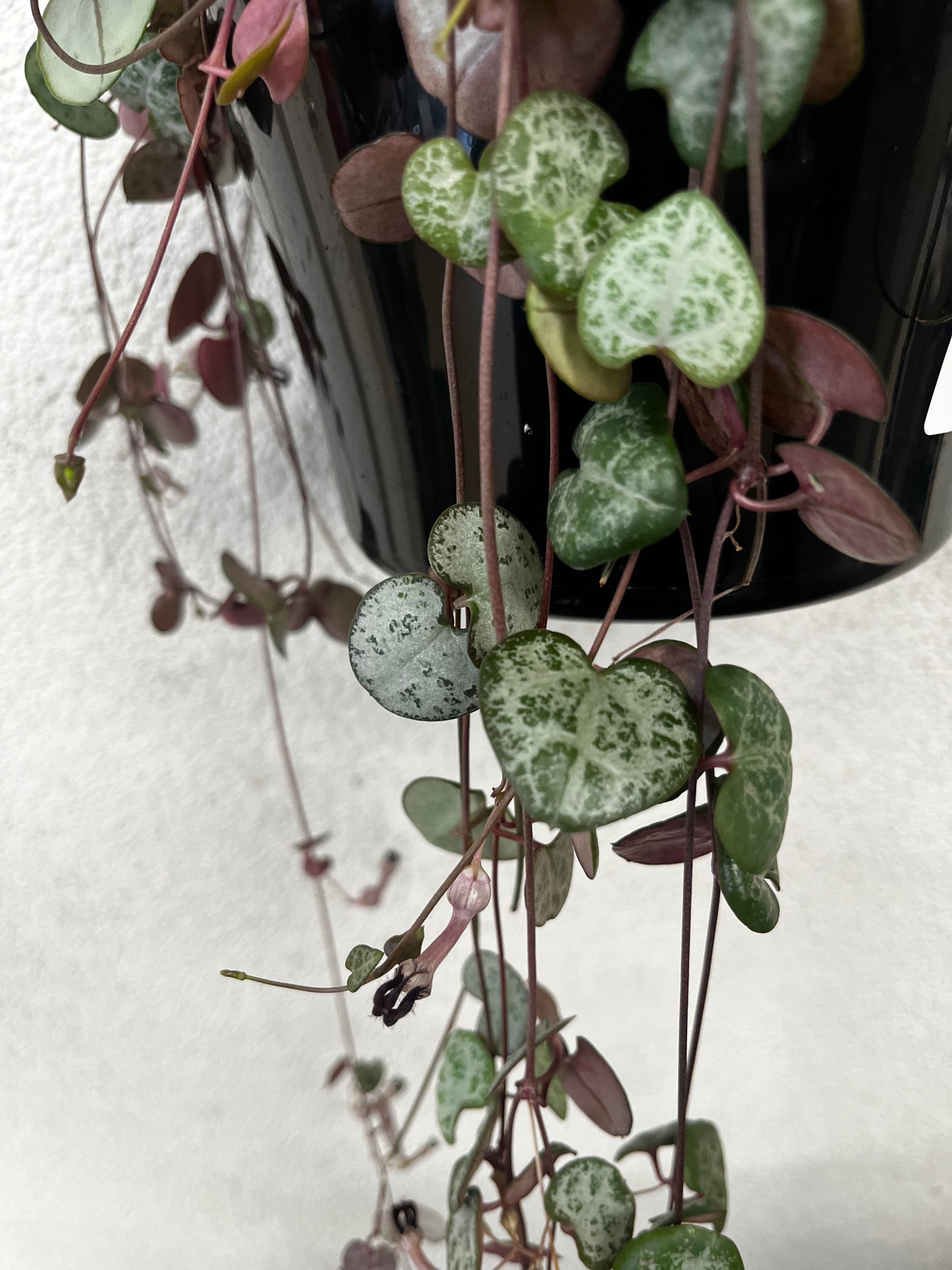 Ceropegia woodii 'Chain of Hearts' Hanging Basket 15cm