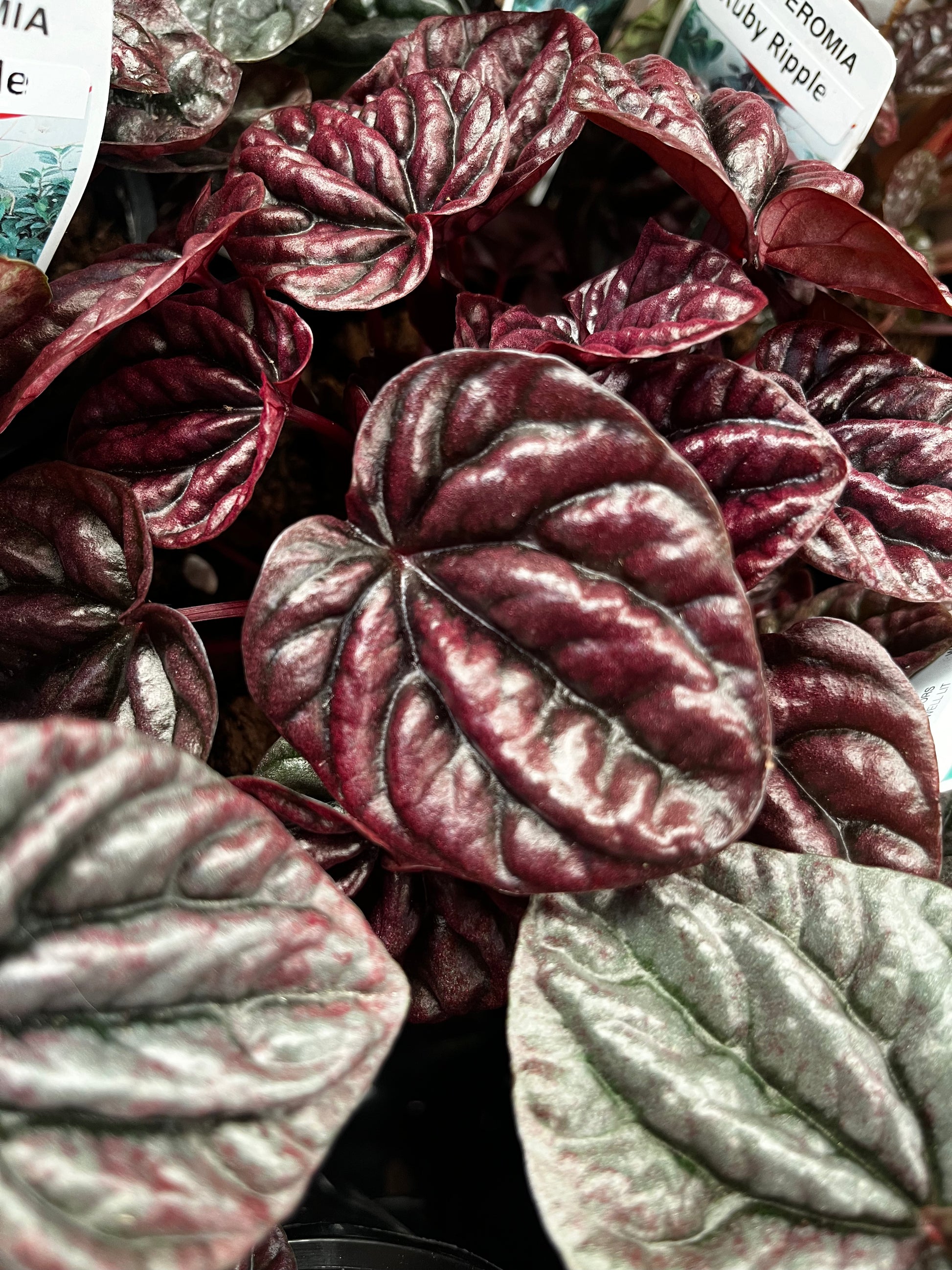 Peperomia 'Ruby Ripple' 14cm – Yarra View Garden Centre