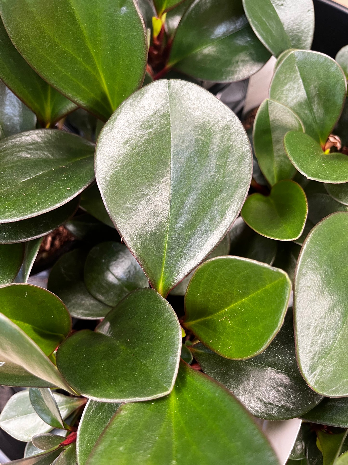 Peperomia clusiifolia Emerald 12cm