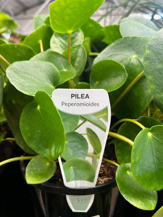 Pilea peperomioides 'Chinese Money Plant' 14cm