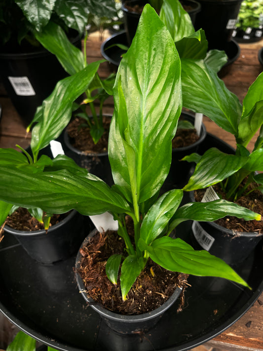 Spathiphyllum Peace Lilly 'Pablo' 12cm