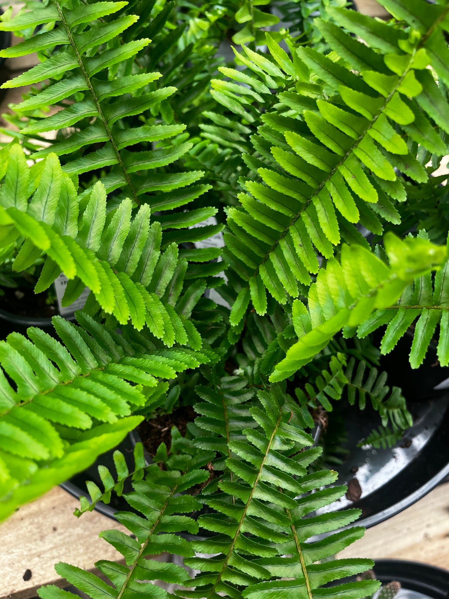 Nephrolepis obliterata 'Emerald Queen' 12cm