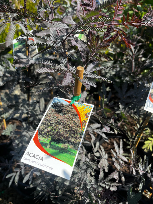 Acacia baileyana purpurea 20cm