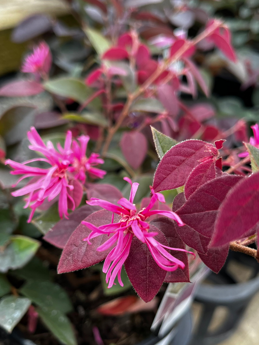 Loropetalum China Pink 20cm