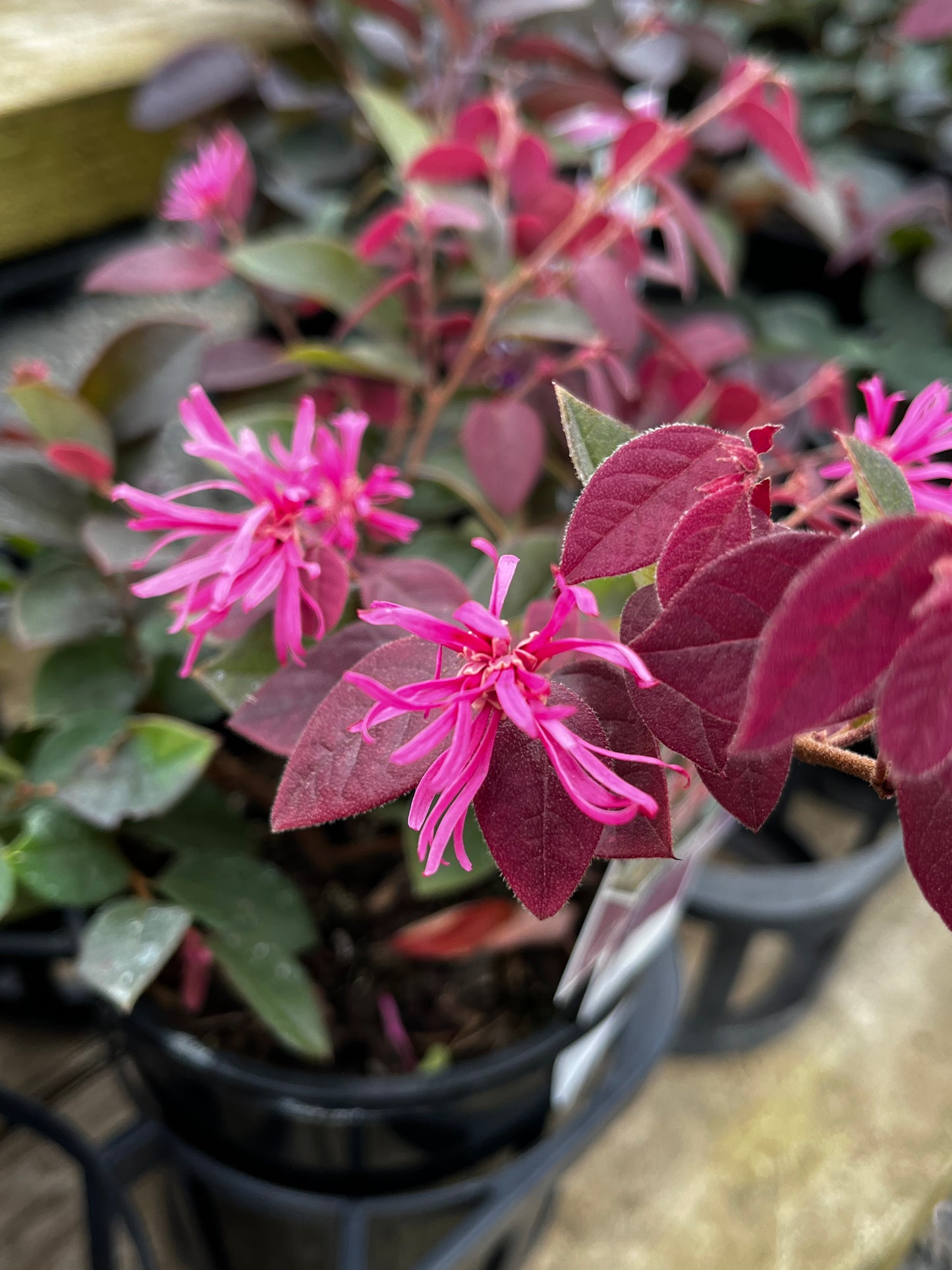 Loropetalum China Pink 14cm