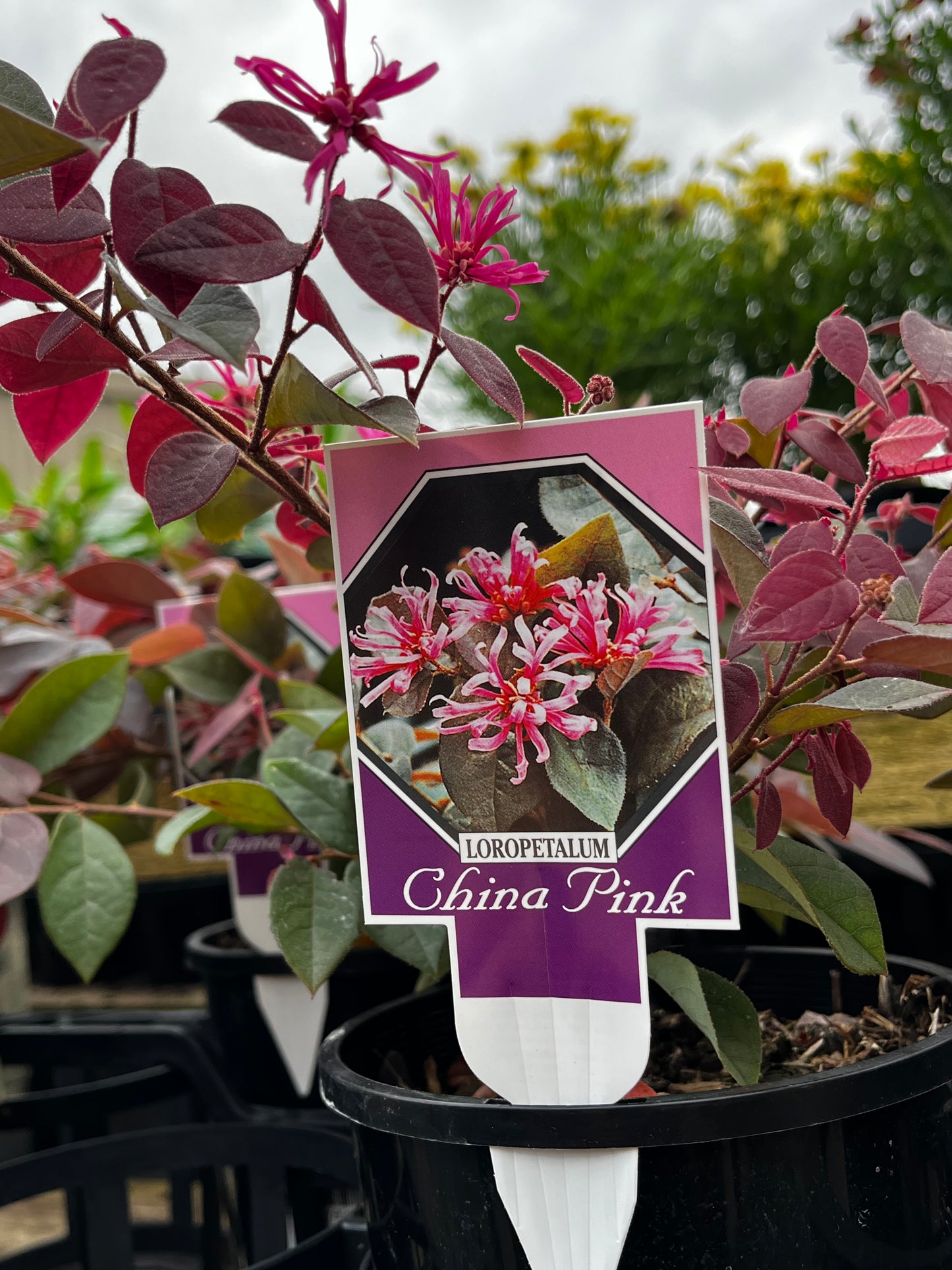 Loropetalum China Pink 14cm