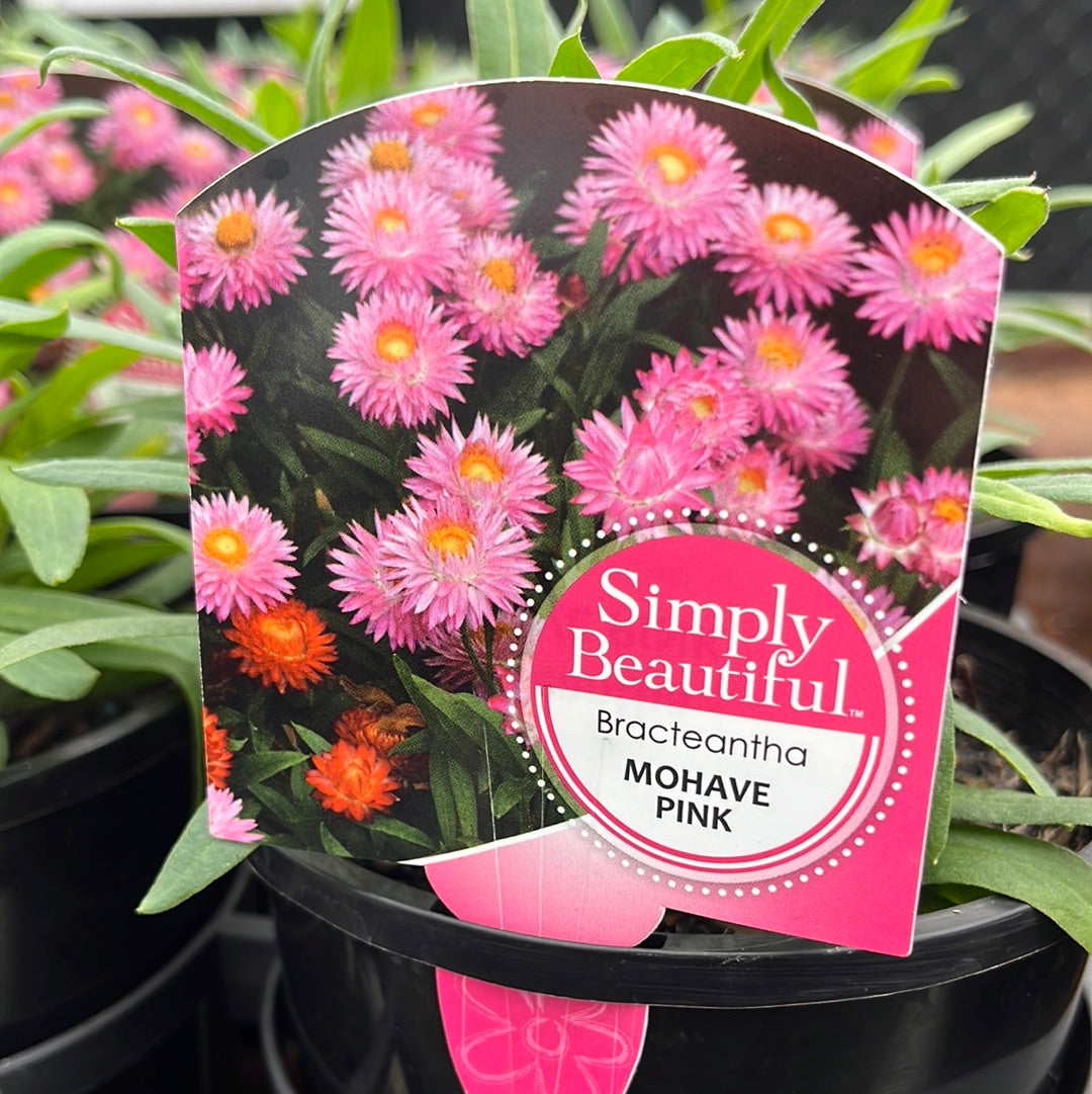 Bracteantha Mohave Pink 14cm