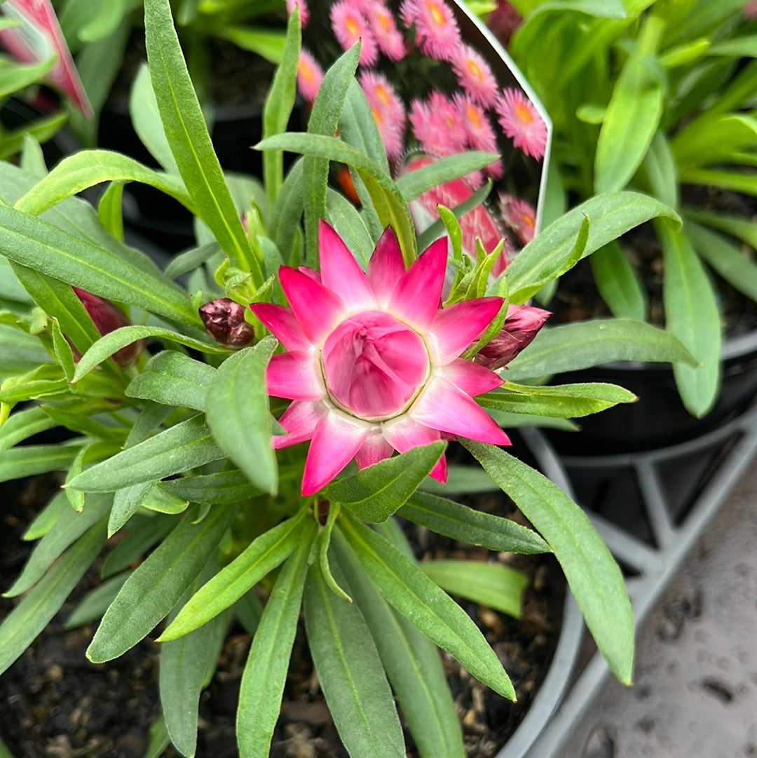 Bracteantha Mohave Pink 14cm