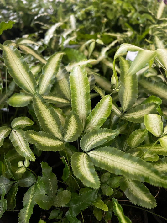 Pteris cretica Albo-lineata 'Silver Ribbon Fern' 14cm