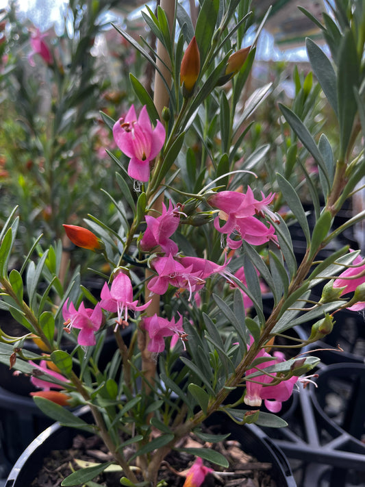 Eremophila maculata x racemosa 14cm
