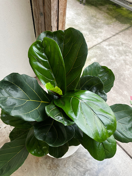 Ficus lyrata 'Fiddle Leaf Fig' 25cm