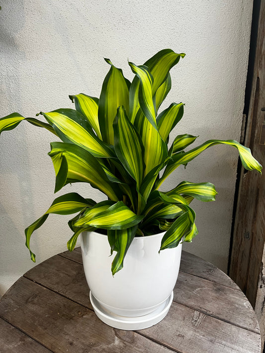 Dracaena frangrans 'Gold Cord' 20cm