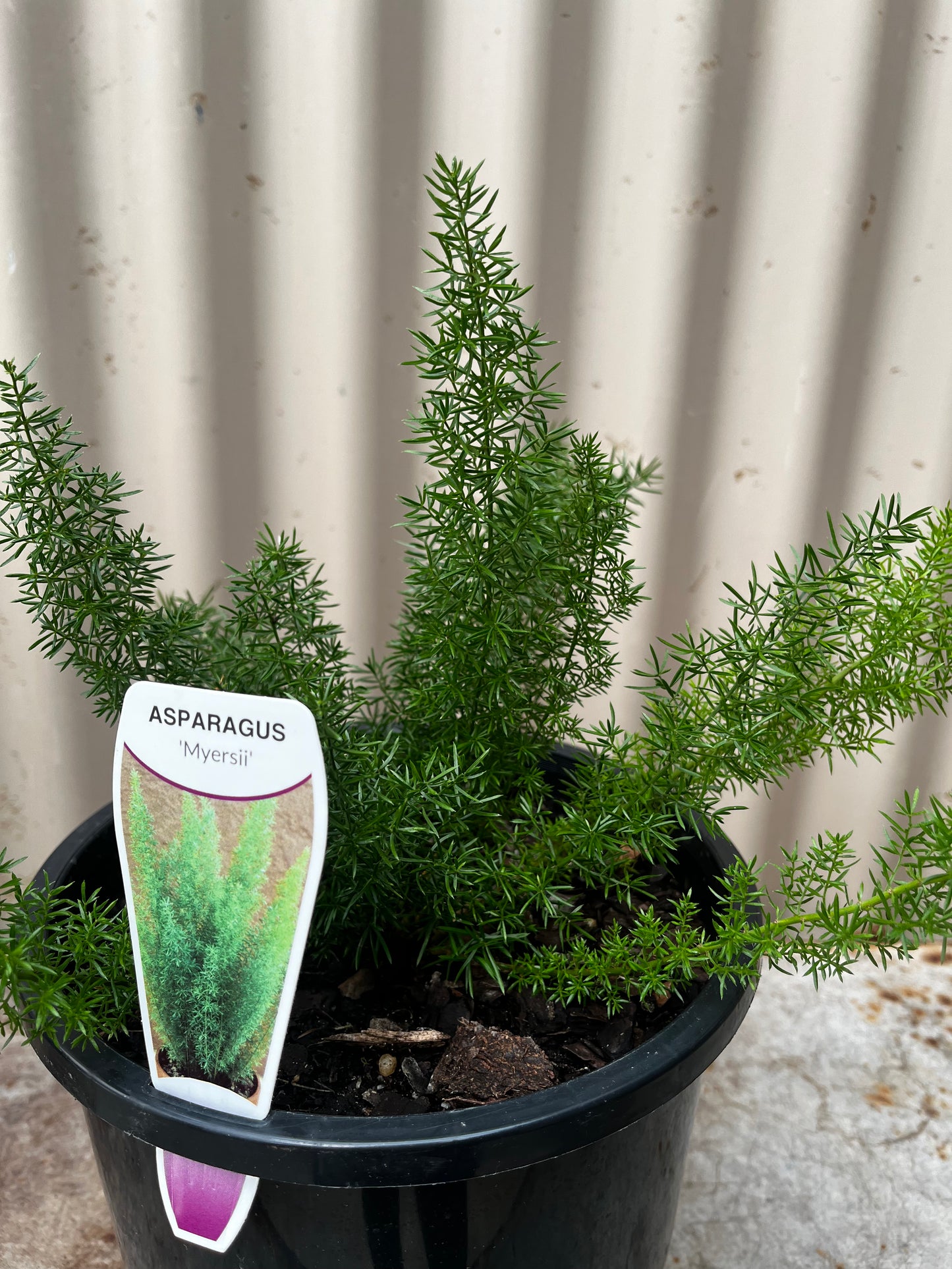 Asparagus meyerii 'Foxtail Fern' 20cm