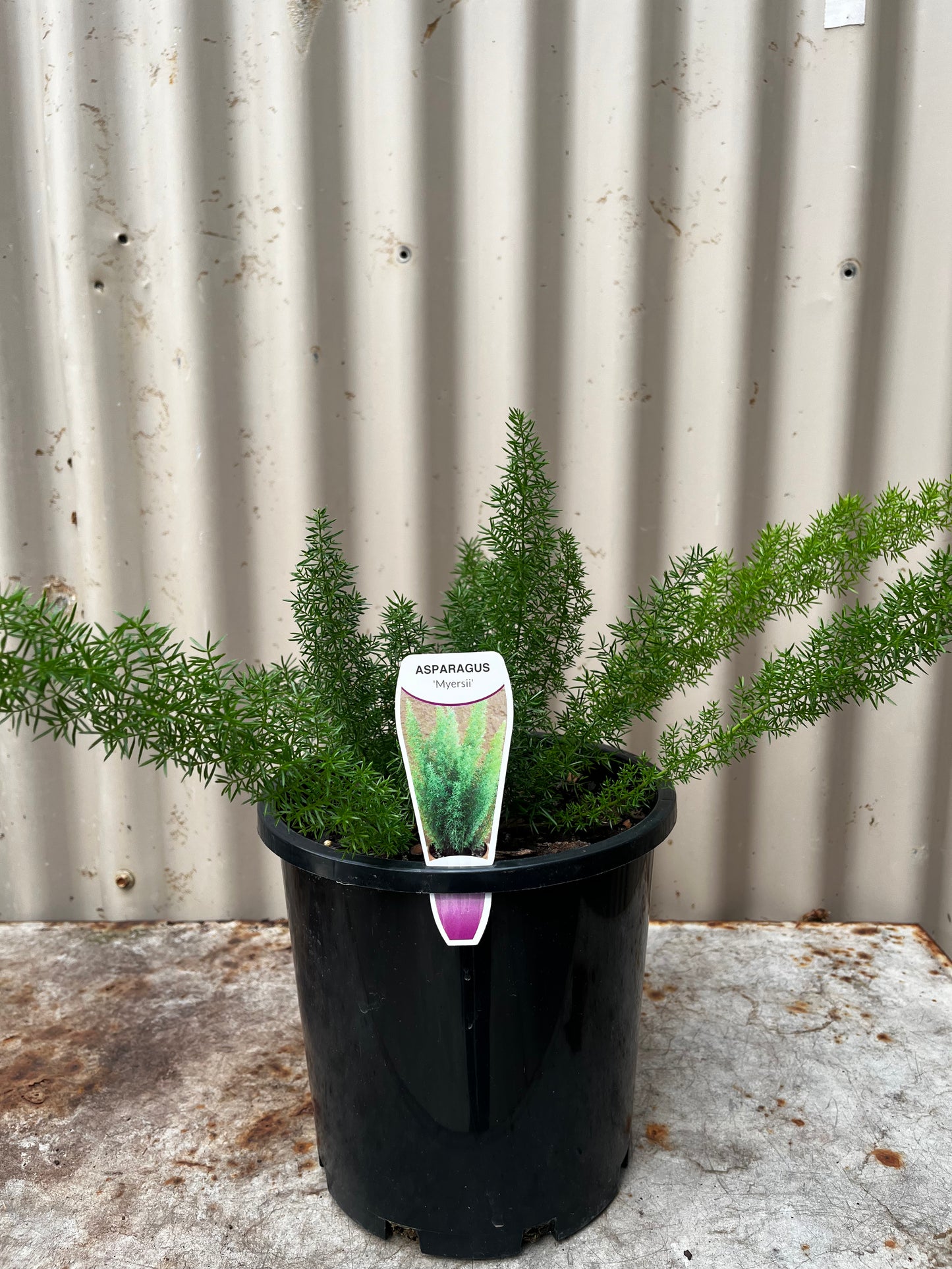 Asparagus meyerii 'Foxtail Fern' 20cm