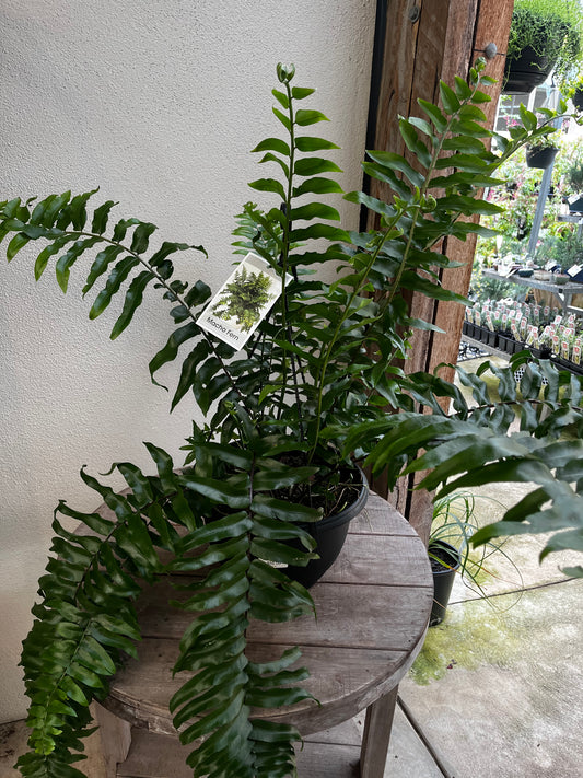 Nephrolepis biserrata 'Macho Fern' 25cm HB