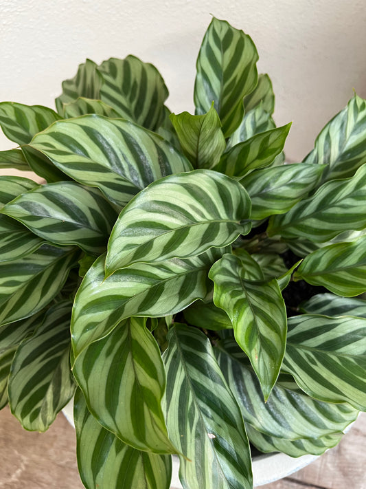 Calathea 'Freddy' 20cm