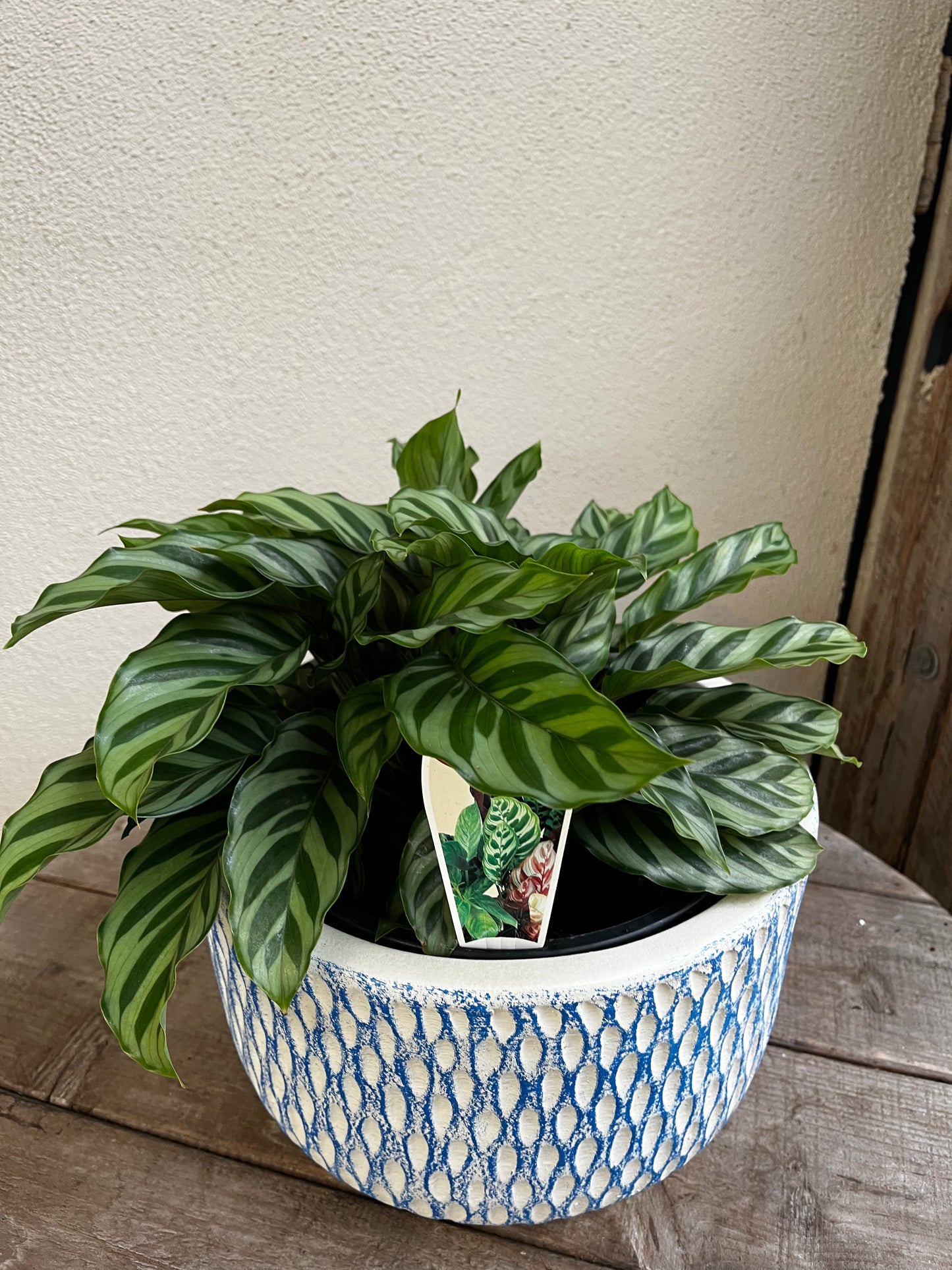 Calathea 'Freddy' 20cm