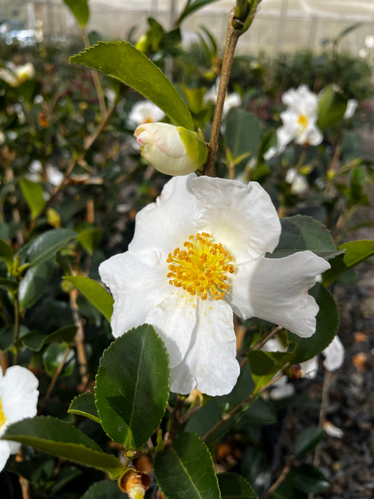Camellia sasanqua 'Setsugekka' 14cm