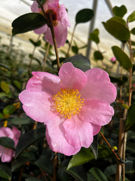 Camellia sasanqua ‘Plantation Pink’ 14cm