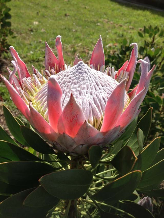 Protea cynaroides 'King Pink' 14cm