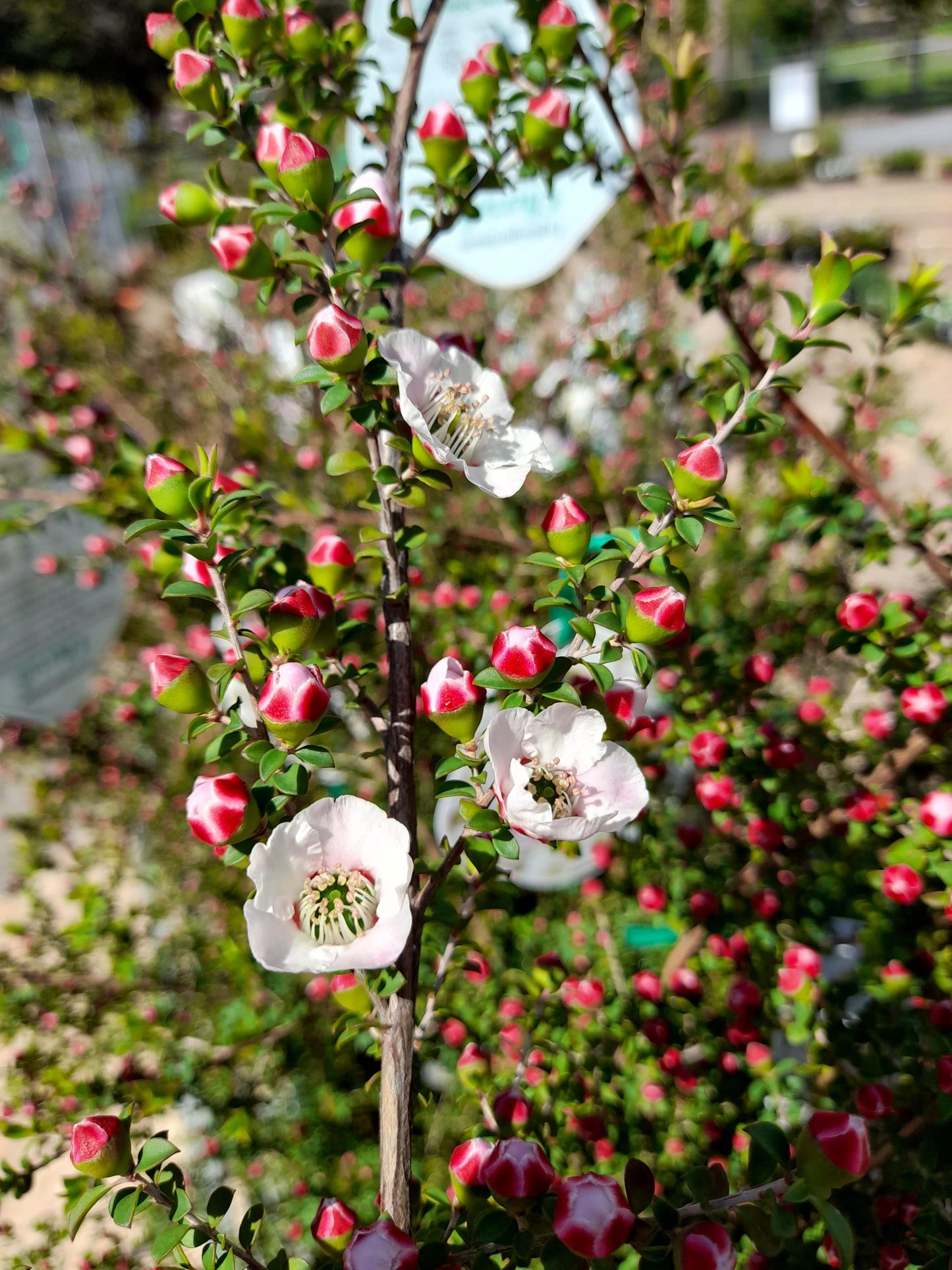 Leptospermum Cherish 20cm