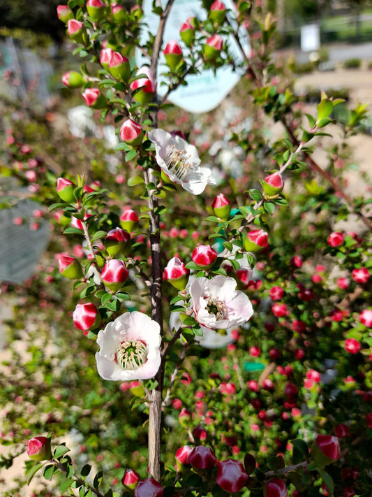 Leptospermum Cherish 20cm