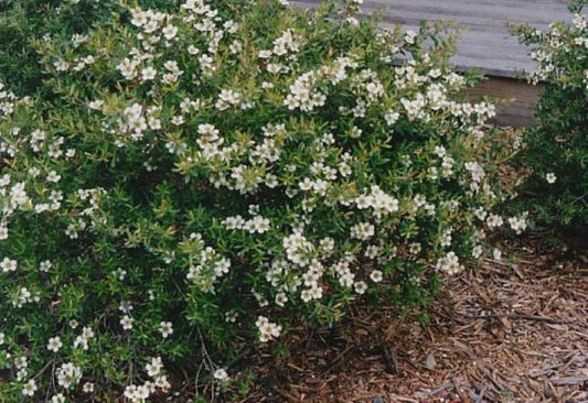 Leptospermum ‘Lemon Bun’ 18/20cm