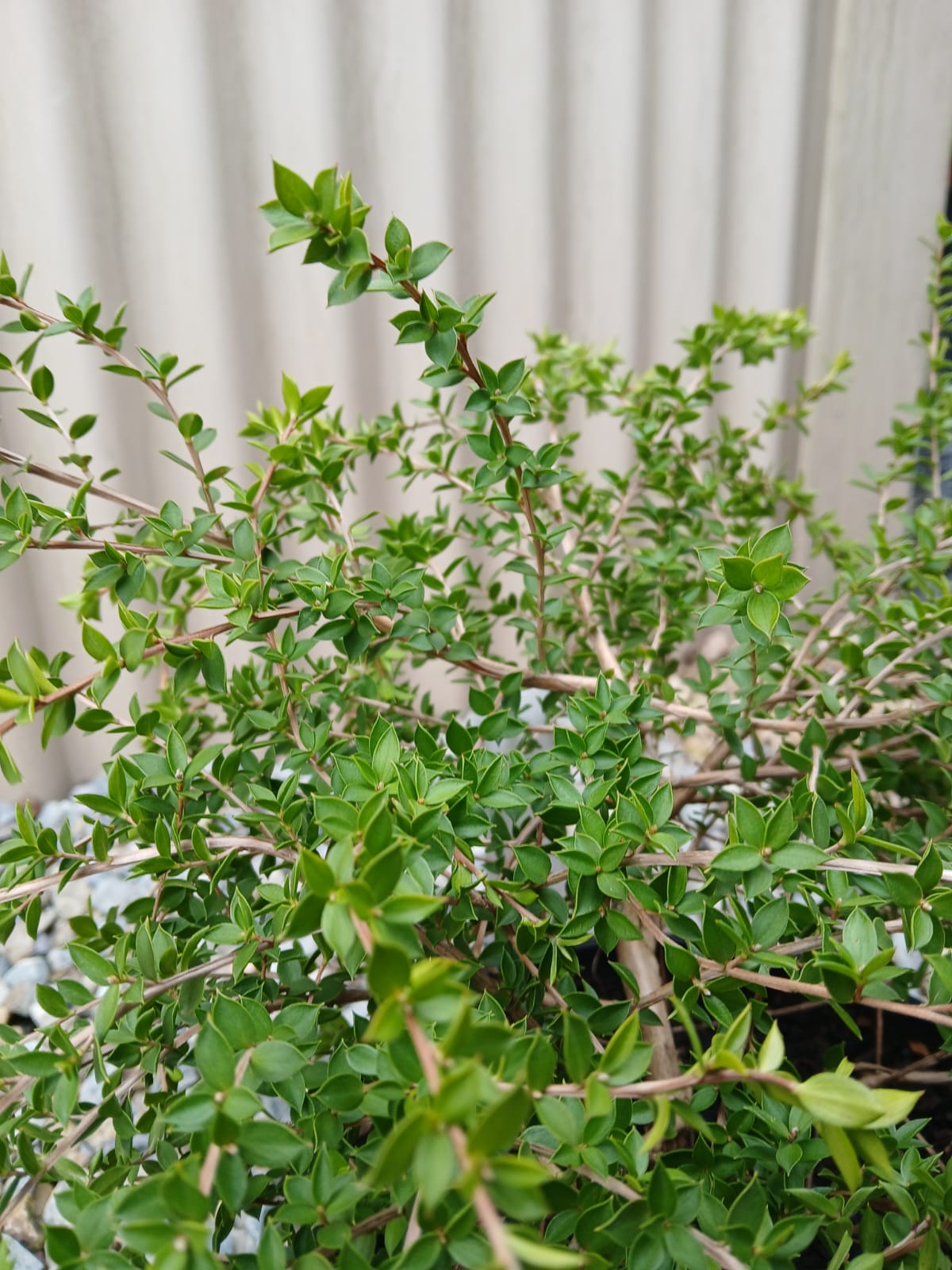 Leptospermum horizontalis 18cm Seconds