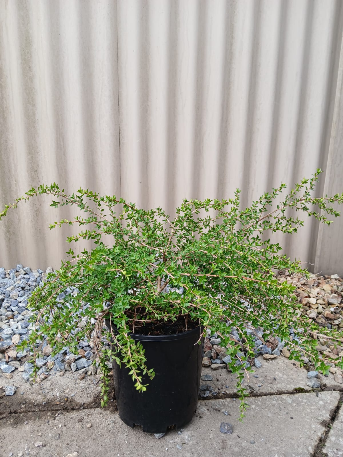 Leptospermum horizontalis 18cm