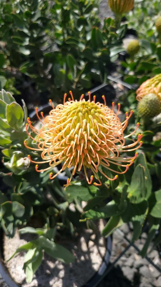 Leucospermum 'Cordelia' 20cm