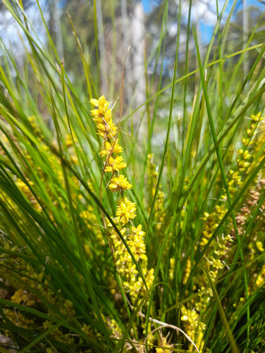 Lomandra Misty Green 7cm