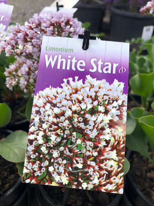 Limonium perezii 'White Star' 18cm