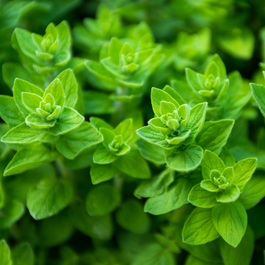 Oregano 100mm