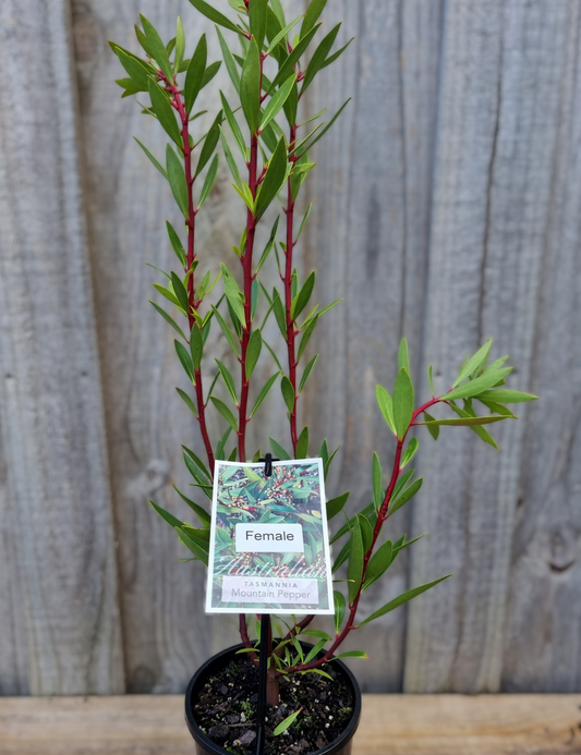 Tasmannia lanceolata Female 'Mountain Pepper' 14cm