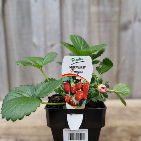 Strawberry 'Fragoo Pink' 100mm