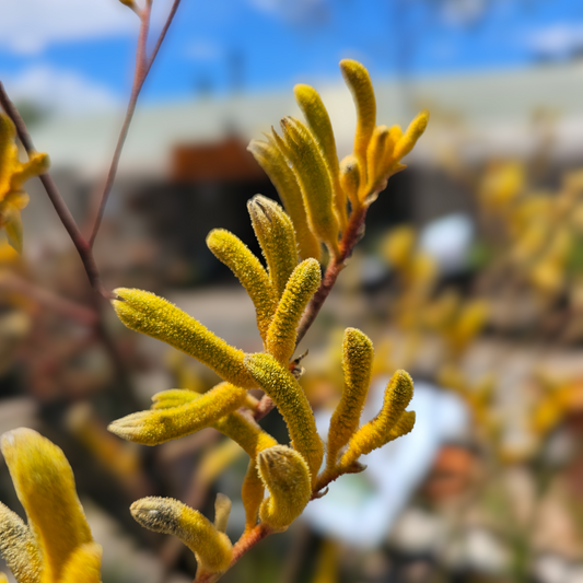 Anigozanthos Landscape Orange 14cm