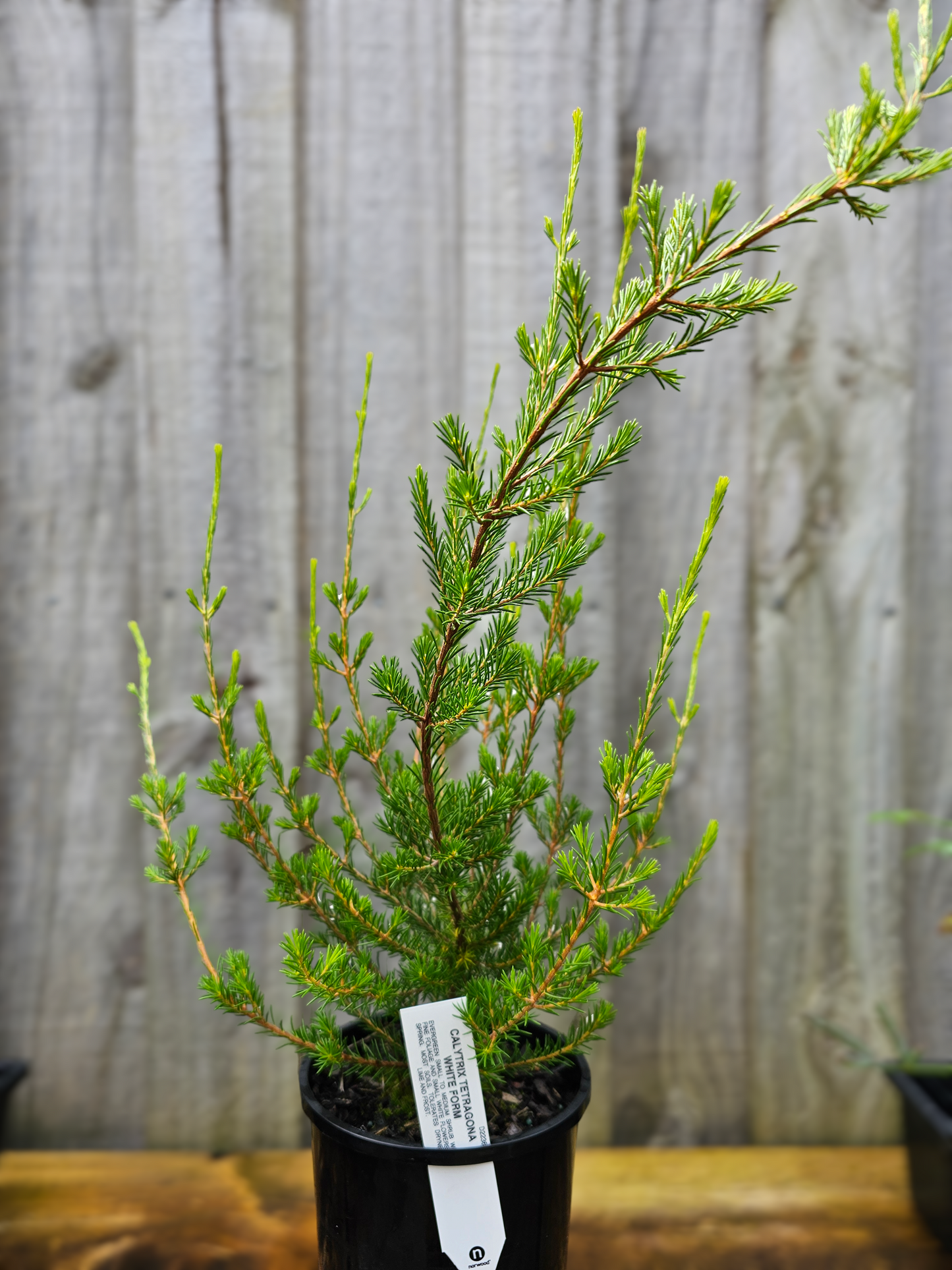 Calytrix tetragona White 14cm