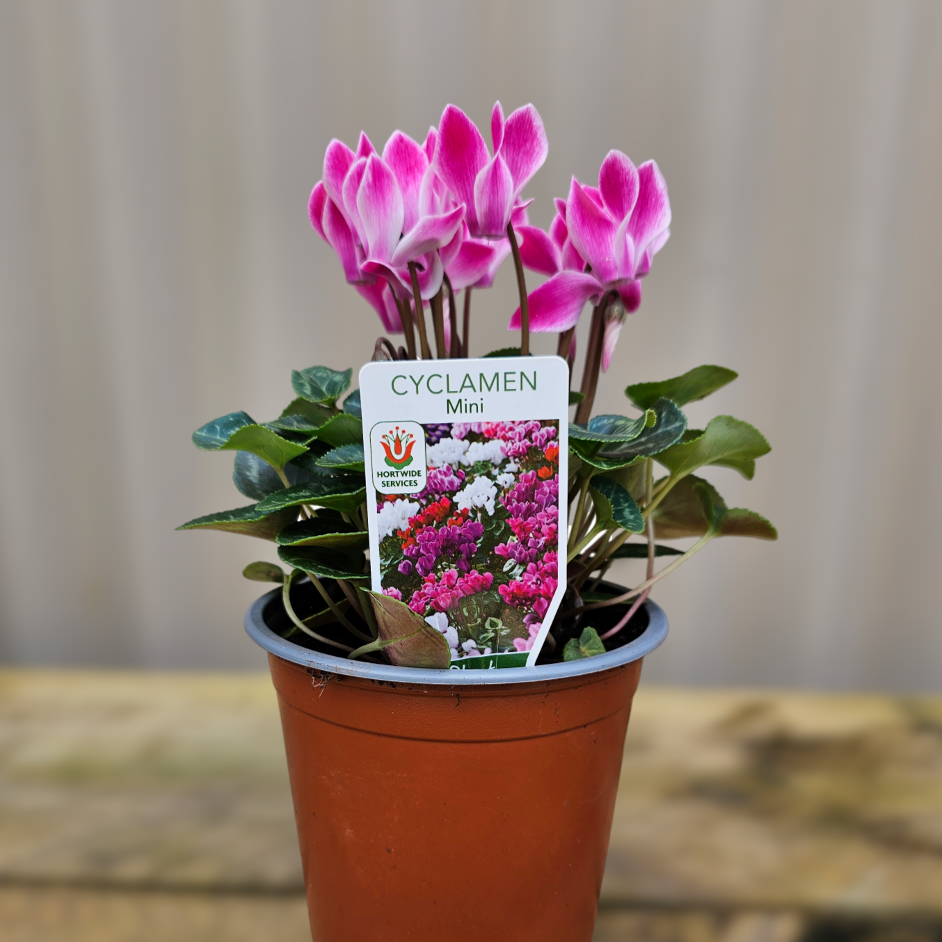 Cyclamen Mini Mix 12cm