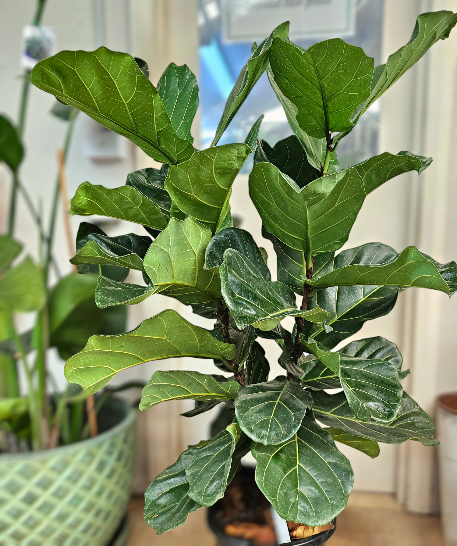 Ficus lyrata ‘Fiddle Leaf Fig’ 30cm