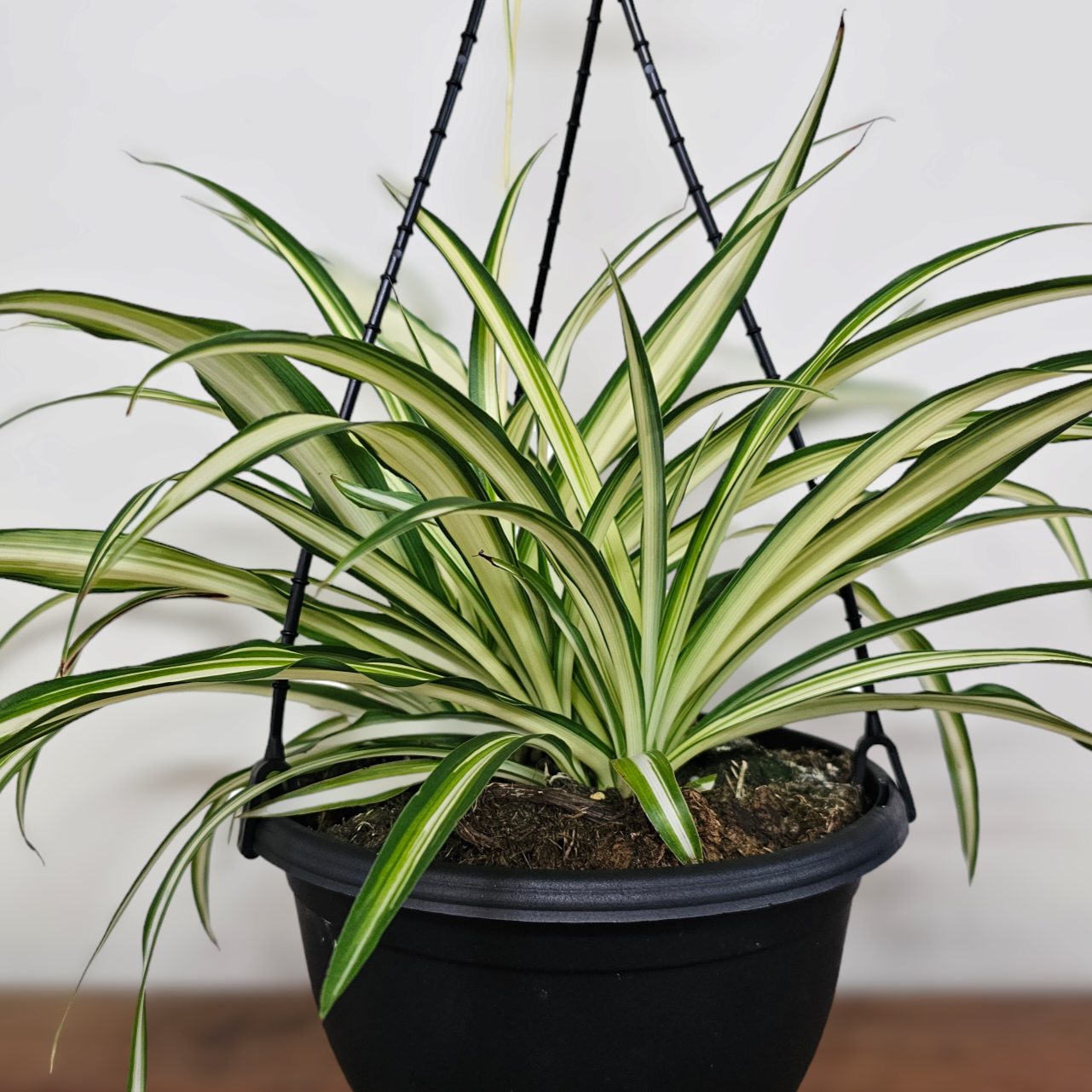 Spider Plant 200mm Hanging Basket