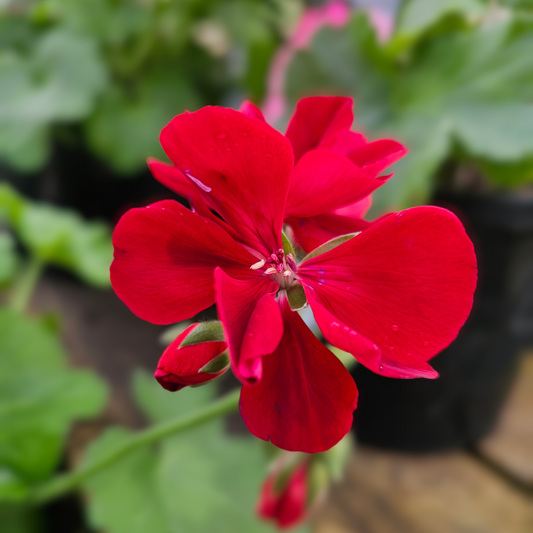 Pelargonium 'Calliope Big Rose Red' 19cm