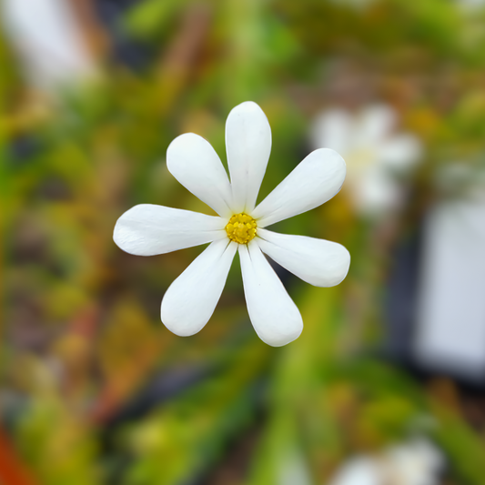 Ricinocarpos pinifolius 'Wedding Bush' 18cm