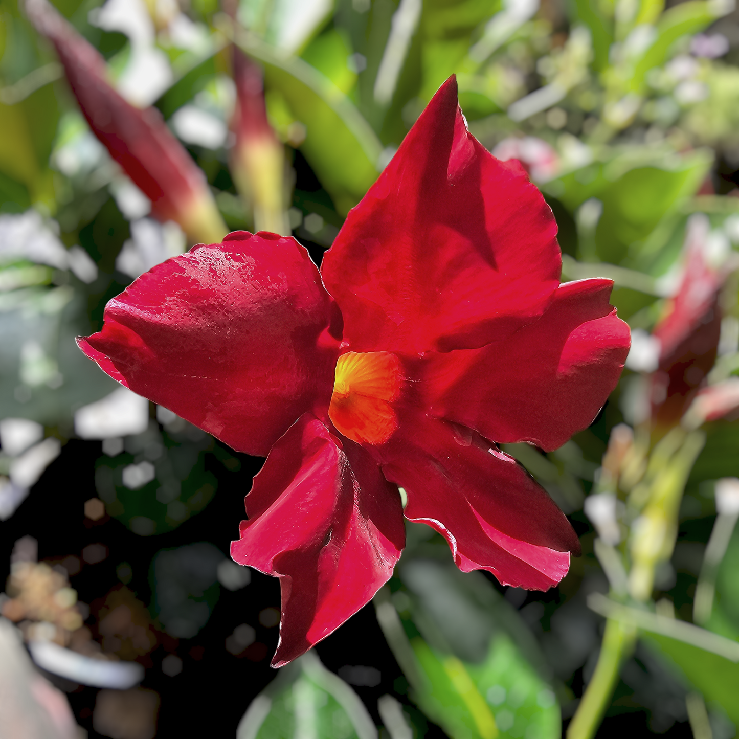 Mandevilla sanderi 'Dipladenia Jade Scarlet' 14cm