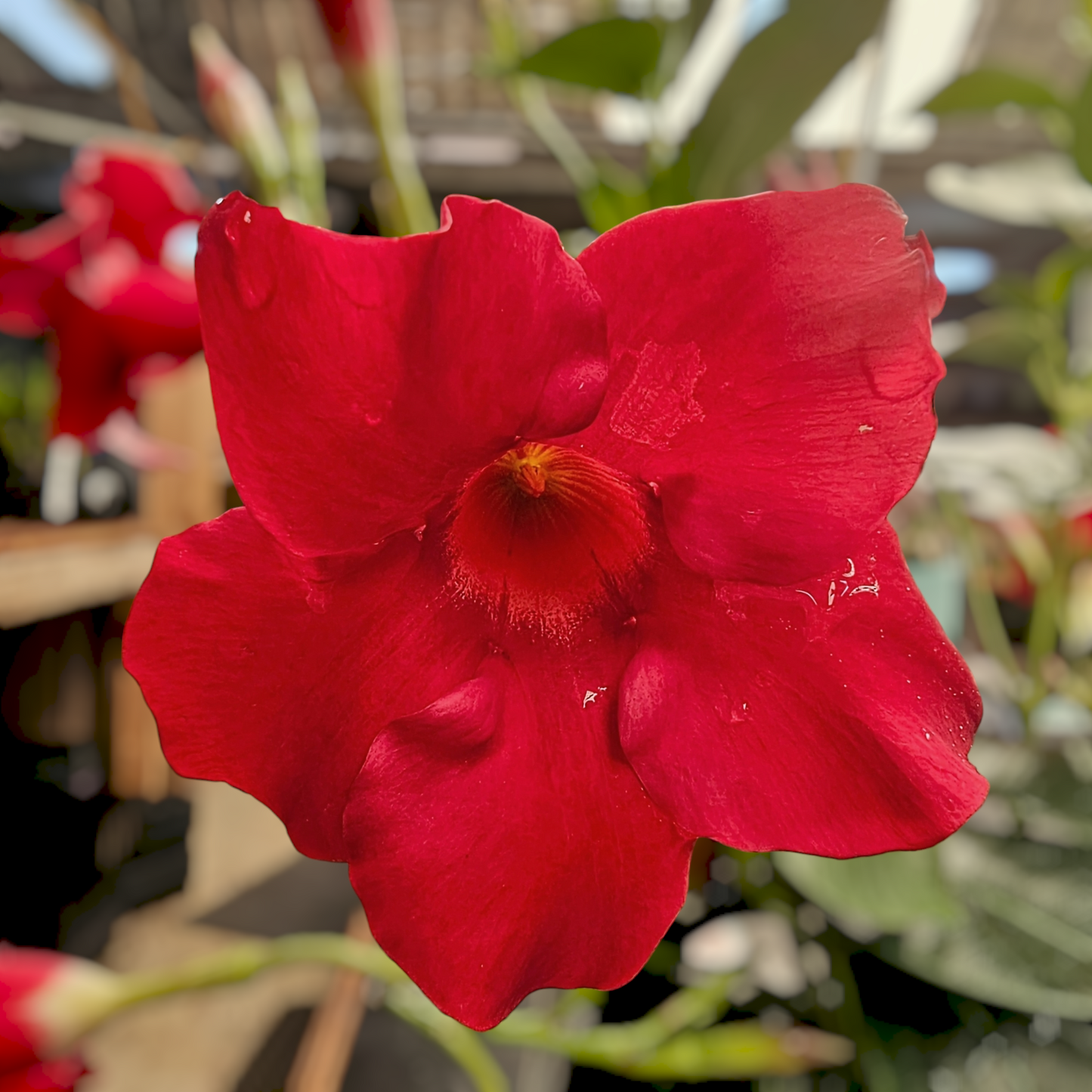 Mandevilla sanderi 'Opale Grenat' 19cm