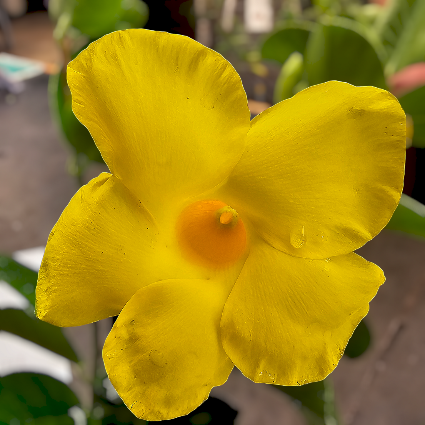 Mandevilla sanderi 'Dipladenia Opale Citrine' 14cm