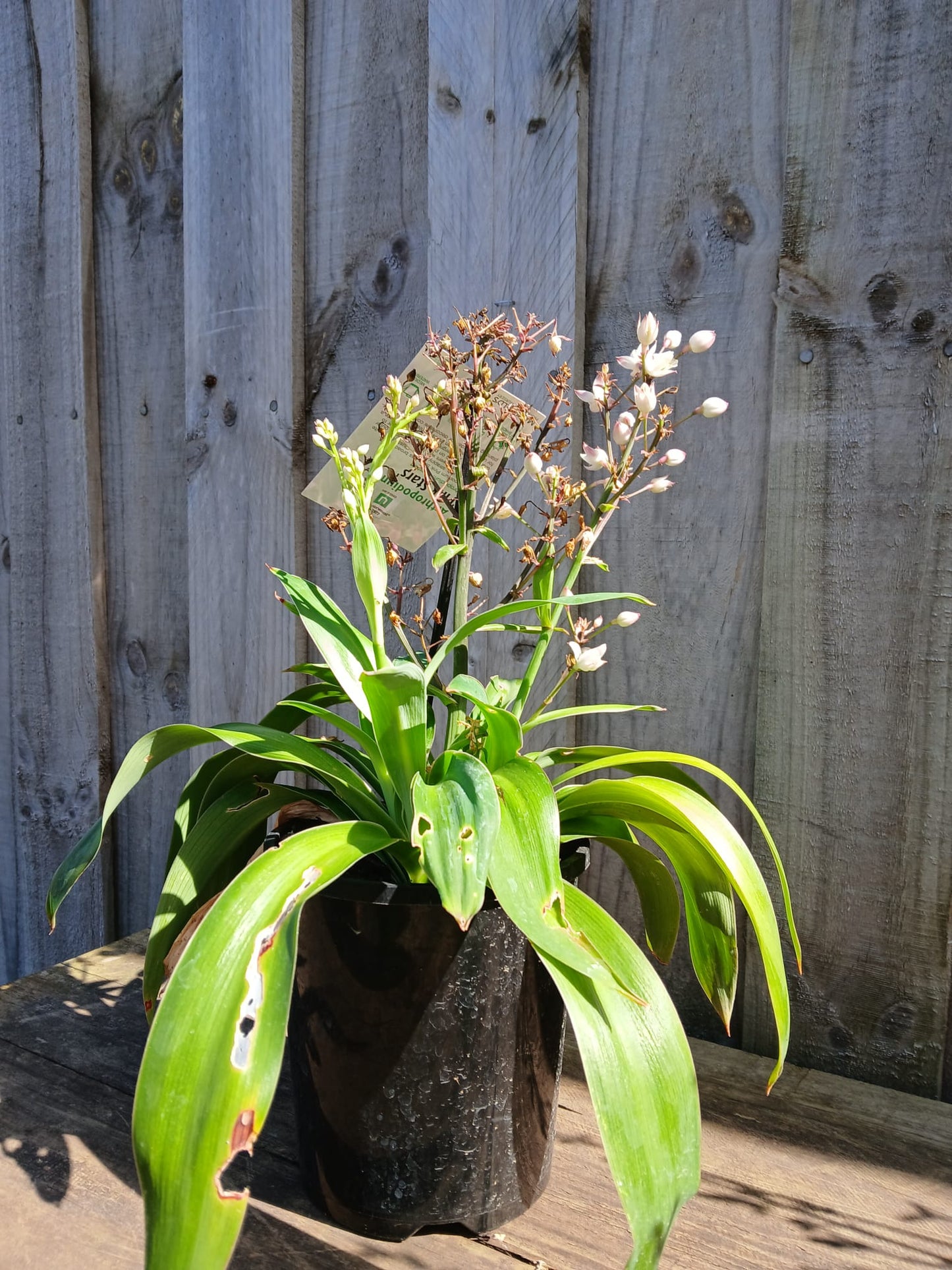 Arthropodium cirratum 'Pink Stars' 14cm