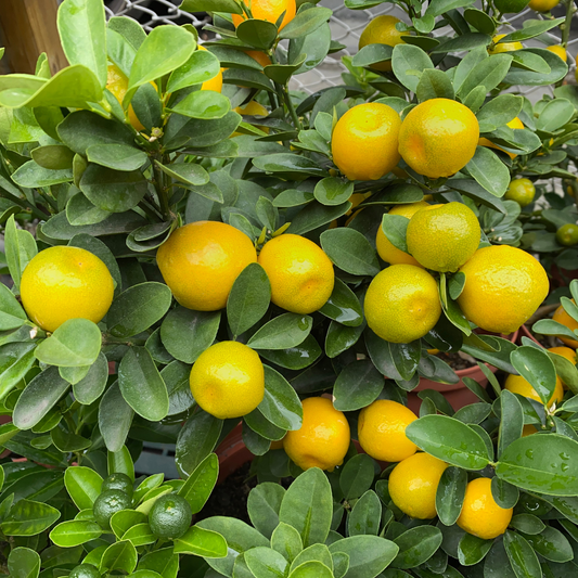 Cumquat Nagami Grafted 5L
