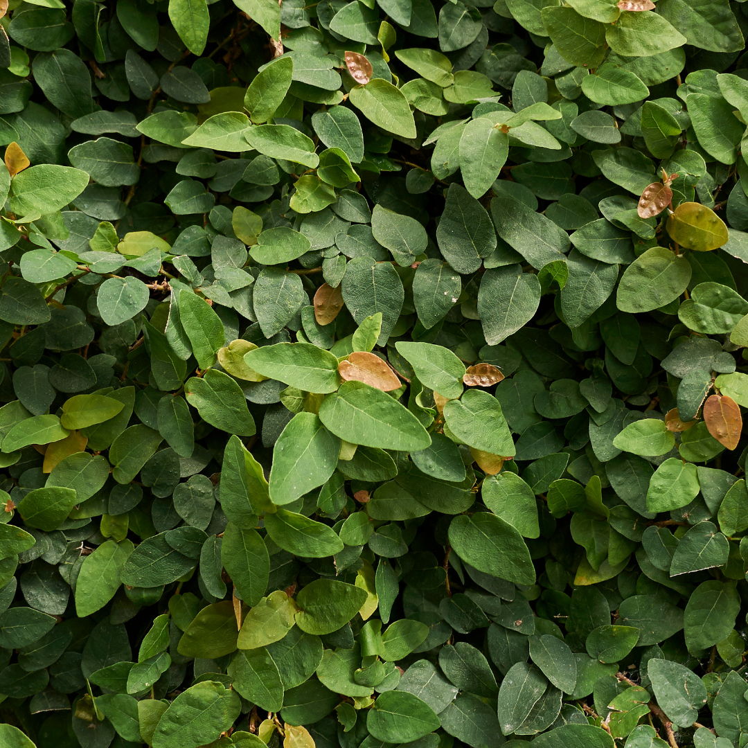 Ficus pumila 'Creeping Fig' 7cm