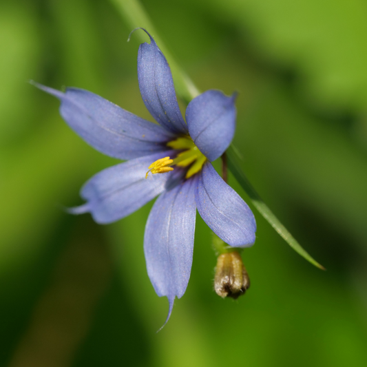 Sisyrinchium 'Devon Skies' 14cm